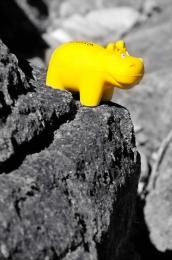 Yellow hippo